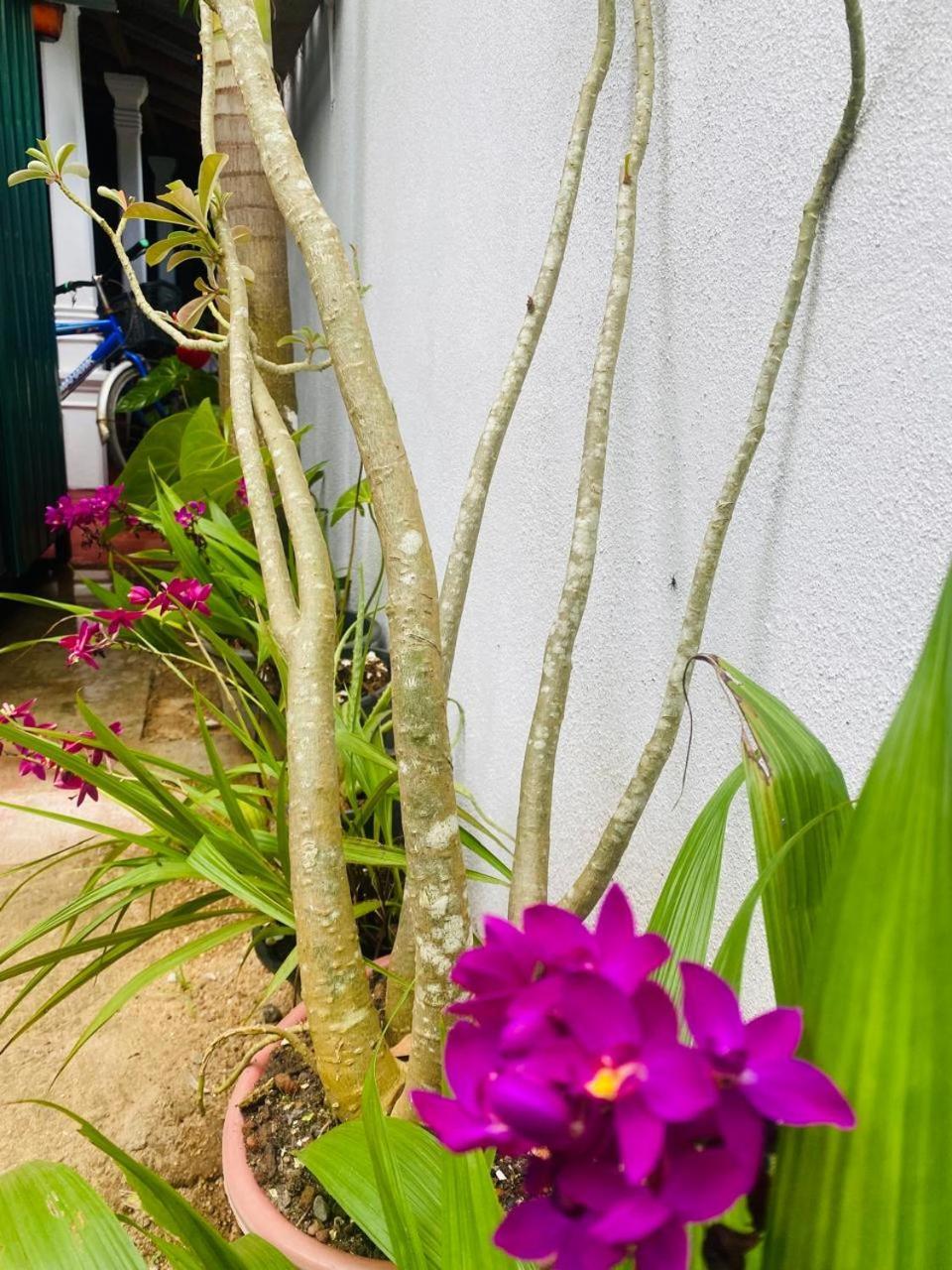 Perfect Home 米瑞莎 外观 照片